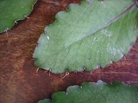 DSCF1338d.jpg
