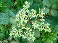 DSCF4941.jpg