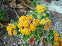 DSCF5648b.jpg