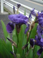 DSCF8431b.jpg