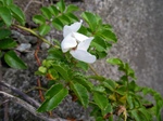IMGP4432.JPG