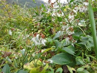 IMG_2489b.jpg