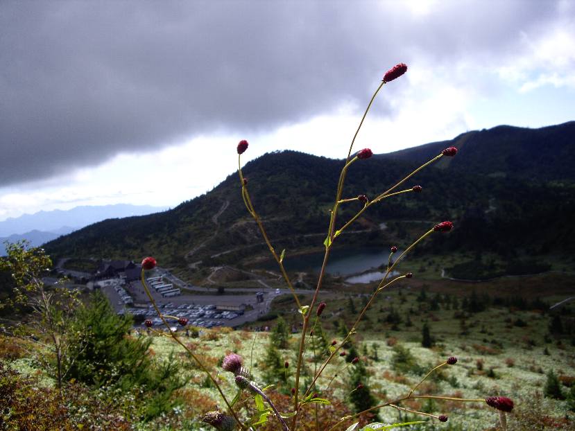 kusatsusirane.jpg